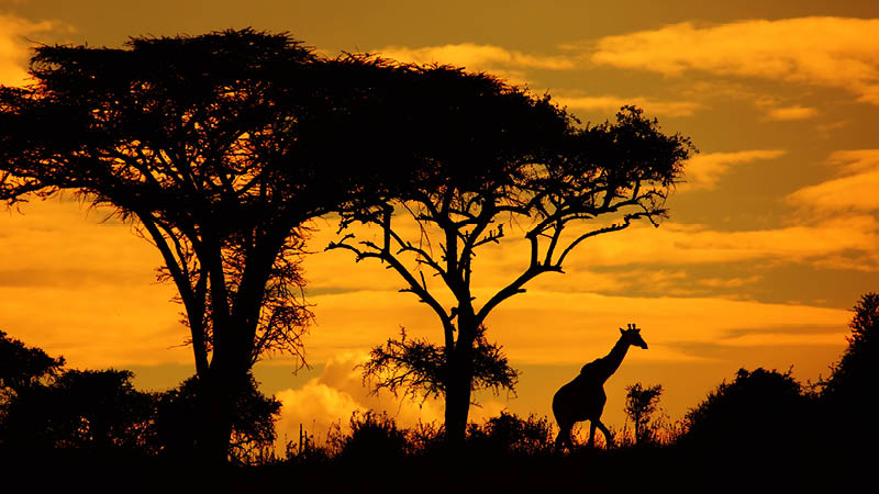 Träd och giraff i skymningen i bushen i Sydafrika.